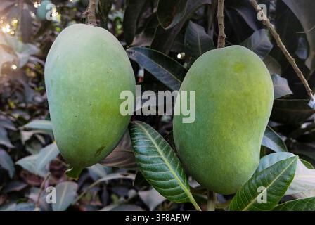 View of two green mangoes hanging on a tree branch surrounded by lush green leaves in Jahanian, Punjab, Pakistan. Stock Photo