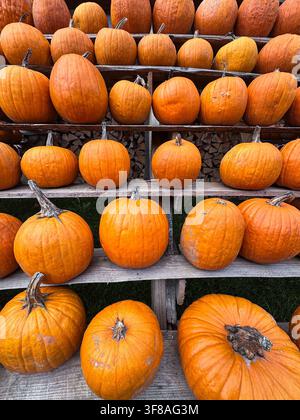 Rows of classic orange carving pumpkins displayed on rustic wooden shelves at a pumpkin patch during the autumn harvest season Stock Photo