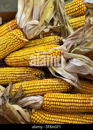 Close-up of golden dried corn cobs with natural husks stacked together after harvest Stock Photo