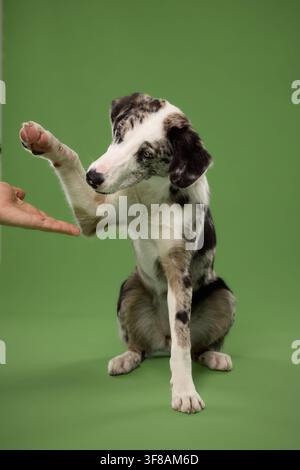 Border Collie mix reaches its paw toward a human hand in the studio. Green backdrop emphasizes obedience, learning, communication and positive Stock Photo