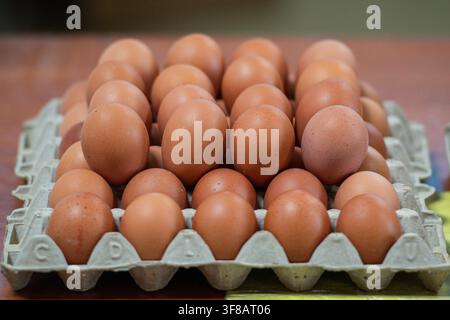 Tray of brown chicken eggs packaged in a standard molded pulp cardboard crate Stock Photo