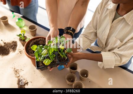 African American volunteers holding seedling tray, repotting on craft-paper table with spray bottle. Plants, gardening, teamwork, workshop, bright, so Stock Photo