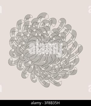a chrysanthemum flower, vintage Engraving drawing style vector illustration Stock Vector