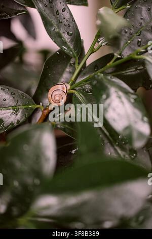 Garden snail Cornu aspersum resting on a wet cherry laurel leaf after rain, showing spiral shell pattern and everyday backyard nature detail Stock Photo