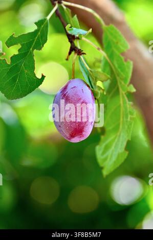 Commercial close-up photograph of a single fresh, ripe purple plum hanging securely on a fruit tree branch, surrounded by lush green leaves and illuminated by soft natural sunlight in an orchard. Stock Photo
