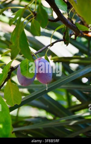 Commercial close-up photograph of several ripe, juicy purple plums hanging on a fruit tree branch, surrounded by fresh green leaves and illuminated by soft natural sunlight in an orchard. Stock Photo