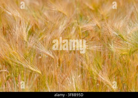 Close-up view of golden wheat spikes in a field before autumn harvest. Perfect stock image for agronomy, bakery branding, healthy grain food, and Stock Photo