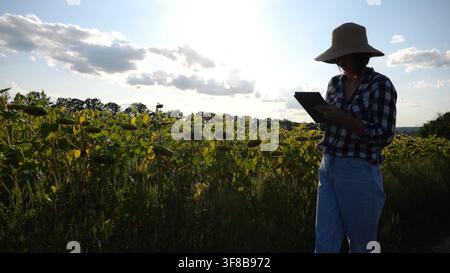 Female agronomist using digital tablet at sunflower meadow at sunny day. Adult farmer monitoring harvest at yellow flower field at sunset. Beautiful Stock Photo