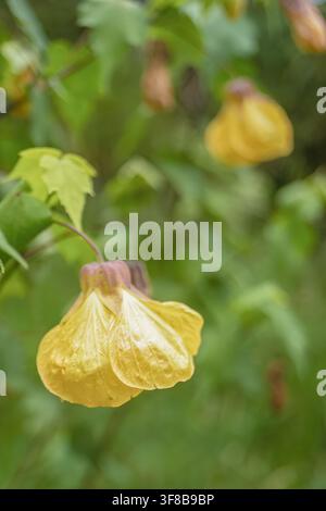 A yellow Indian mallow flower hanging from the blooming tree, in a garden in the eastern Andean mountains of central Colombia Stock Photo