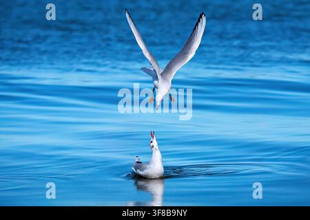 Two Black-headed Gulls (Chroicocephalus ridibundus) behavior by the blue sea - Baltic Sea, Germany Stock Photo