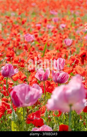Vibrant pink opium poppy blossoms blooming amidst a field of red wild poppies. Perfect stock image for botanical magazines, summer cosmetics packaging Stock Photo