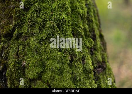 Green moss growing on a tree trunk in forest shade. High quality photo Stock Photo