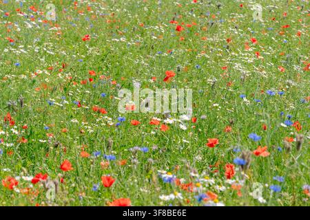 Vibrant multi-colored summer field filled with blooming wild herbs and flowers. Perfect stock image for herbal tea packaging, spring promotions Stock Photo