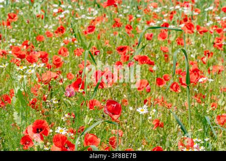 Full frame carpet of blooming red poppy flowers with green stems and white blossoms. Perfect stock image for fabric printing, greeting card backdrops Stock Photo