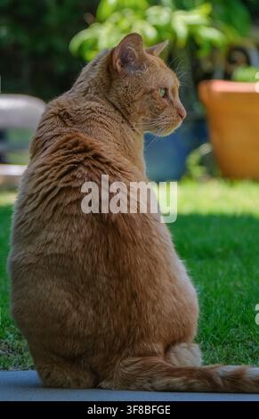 Orange tabby cat sitting outdoors in a green garden and looking to the side in a natural domestic setting. Stock Photo