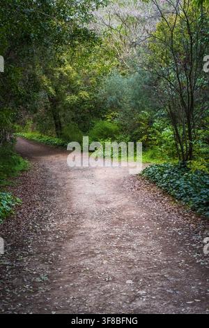 Shaded woodland trail winding through dense green forest vegetation in a peaceful natural setting. Stock Photo