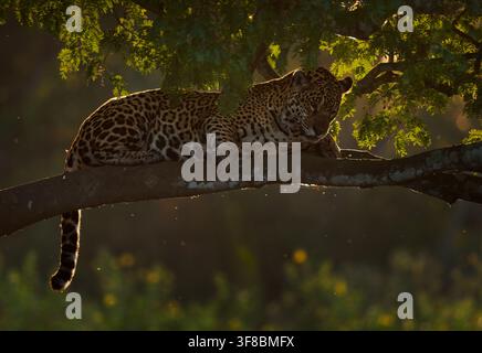 Jaguar, Panthera onca, wild adult resting with eyes closed on a tree branch, golden backlit light through forest canopy, hanging tail, South American Stock Photo