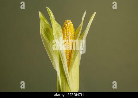 Single partially husked ear of fresh sweet corn on a green studio background, showing raw kernels and natural texture for food, farming and popcorn Stock Photo