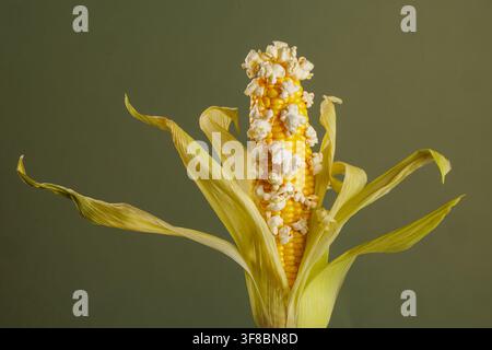 Yellow popcorn pieces appear on a peeled corn cob against a plain backdrop, illustrating popcorn making, snack ingredients and playful food Stock Photo