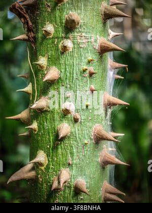View of a textured green tree trunk covered in large, sharp thorns with a thin spider web stretching between them in Izamal, Yucatan, Mexico. Stock Photo