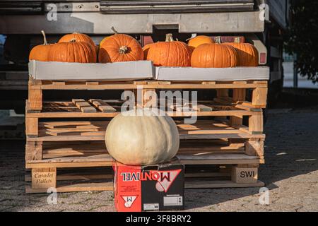 Wholesale pumpkins on wooden pallets near a transport truck. Logistics of fresh autumn harvest, agricultural market, and food distribution. Stock Photo