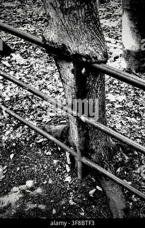 Black and white close-up of a tree trunk growing through an iron fence railing Stock Photo