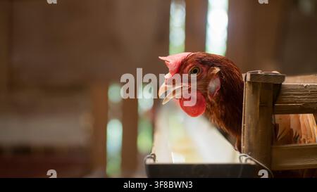 Brown Hen Head In Traditional Chicken Coop Stock Photo