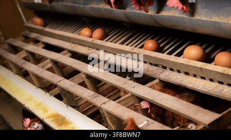 Chicken Coop With Brown Eggs On Poultry Farm Stock Photo