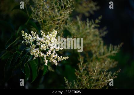 Soft white blossoms glow in dim light. Green leaves frame delicate clusters behind. Natural beauty captured in quiet, shaded moment. Ideal for nature, Stock Photo