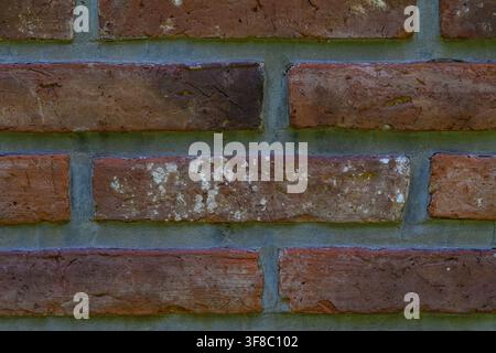 Weathered brick wall shows age and texture. Mildew spots mark one brick, adding character. Grey mortar contrasts with rusted red tones. Close-up view Stock Photo