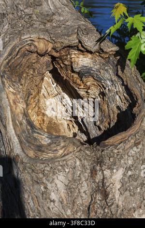 Large deep cavity surrounded by thick callus growth on old decaying deciduous tree trunk where a big branch broke off, Quebec, Canada Stock Photo