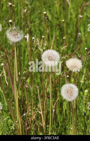 Taraxacum officinale - Dandelion flower heads having turned into round balls of tufted seeds ready to be dispersed by the wind in spring, Quebec, Cana Stock Photo