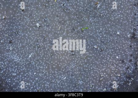 Mass of dispersed wind blown tufted Taraxacum officinale - Dandelion plant seeds fallen and trapped on calm water surface of a puddle of water in late Stock Photo