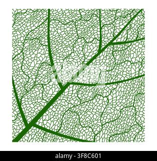 Tree plant leaf vein texture, closeup cells pattern and leaf skeleton background. Birch, maple and oak leaf vein structure. Organic macro abstract green tree foliage with the venation lattice lines Stock Vector