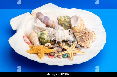 Shell bowl marine scene. Tropical beach shell background. Minimal isolated shell composition. Decorative texture shell concept. Stock Photo