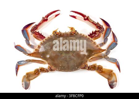 Raw Swimming Crab Isolated on White Background Stock Photo