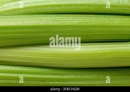 Fresh green celery stalks macro crisp juicy ribbed vegetable Stock Photo