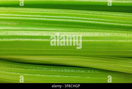 Fresh green celery stalks macro crisp juicy ribbed vegetable Stock Photo