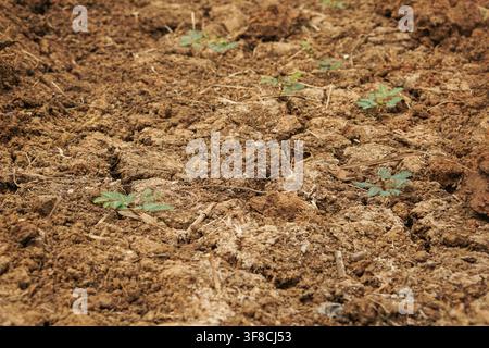 Small green plants emerging from parched, cracked soil, symbolizing life and resilience during drought. Stock Photo