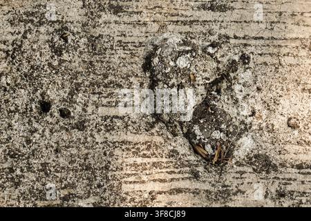 High-angle view of a weathered concrete slab with heavy surface damage featuring a deep pothole and gritty texture. Stock Photo
