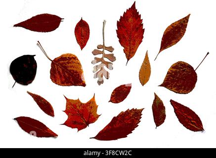 Collection of dry autumn leaves of various shapes and colors on white background. Elements for design, backgrounds, frames, or educational materials. Flat lay, herbarium, preserved plants, copy space. Stock Photo