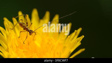 Macro photograph of a young bush cricket nymph (Ensifera) resting on a vivid yellow flower. Stock Photo