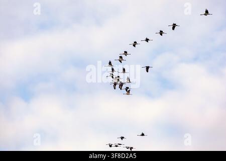 Migrating Cranes flying in V‑formation under cloudy sky Stock Photo