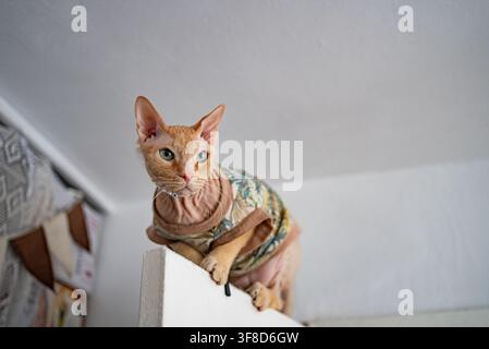 Hairless sphynx cat intently watching from a high vantage point, showing its delicate wrinkles and wearing a protective and decorative shirt while exploring its indoor environment Stock Photo