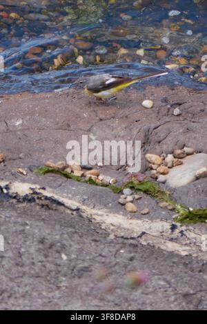 Grey Wagtail eating a Damselfly on a shore Stock Photo