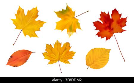 Realistic Autumn Leaves Collection Stock Vector