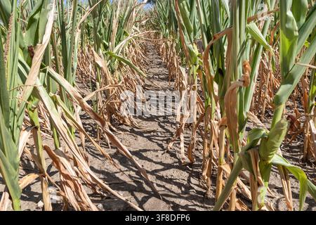 Körnermais bei extremer Trockenheit im August im Waldviertel, Niederösterreich, Österreich // Grain corn during extreme drought in August in the Waldviertel, Lower Austria, Austria Credit: APA-Images/Ģ����ý Live News Stock Photo