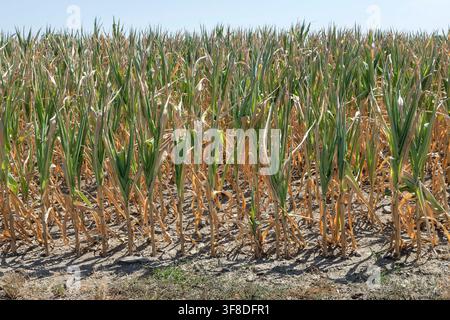 Körnermais bei extremer Trockenheit im August im Waldviertel, Niederösterreich, Österreich // Grain corn during extreme drought in August in the Waldviertel, Lower Austria, Austria Credit: APA-Images/Ģ����ý Live News Stock Photo