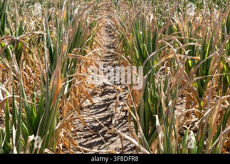 Körnermais bei extremer Trockenheit im August im Waldviertel, Niederösterreich, Österreich // Grain corn during extreme drought in August in the Waldviertel, Lower Austria, Austria Credit: APA-Images/Ģ����ý Live News Stock Photo