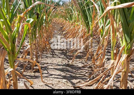 Körnermais bei extremer Trockenheit im August im Waldviertel, Niederösterreich, Österreich // Grain corn during extreme drought in August in the Waldviertel, Lower Austria, Austria Credit: APA-Images/Ģ����ý Live News Stock Photo